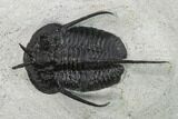 Devil Horned Cyphaspis Walteri Trilobite #131325-2